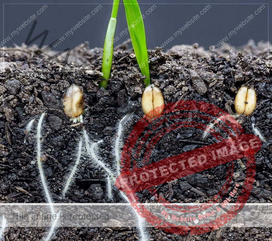 মামলুকাতুল্লাহ: রুকু ১৩ ও ১৪